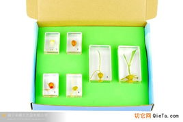 幼儿教学标本 开启自然探索的奇妙窗口